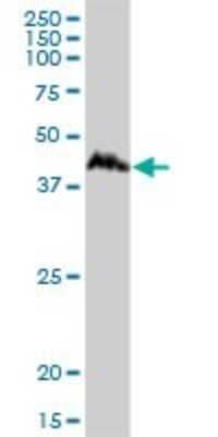 Western Blot: CCNDBP1 Antibody [H00023582-B01P] - Analysis of CCNDBP1 expression in K-562.