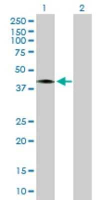 Western Blot: CCNDBP1 Antibody [H00023582-B01P] - Analysis of CCNDBP1 expression in transfected 293T cell line by CCNDBP1 polyclonal antibody.  Lane 1: CCNDBP1 transfected lysate(39.6 KDa). Lane 2: Non-transfected lysate.