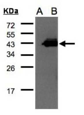 Western Blot: CCNDBP1 Antibody [NBP2-15762] - Western Blot analysis of CCNDBP1 expression in transfected 293T cell line by CCNDBP1 polyclonal antibody. A: Non-transfected lysate. B: CCNDBP1 transfected lysate. 12% SDS PAGE gel, diluted at 1:500.