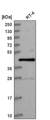 Western Blot: CCNDBP1 Antibody [NBP2-58940] - Western blot analysis in human cell line RT-4.