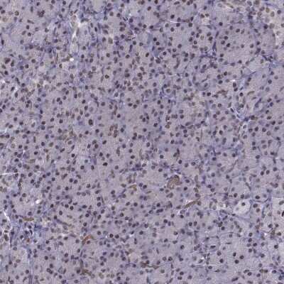 Immunohistochemistry-Paraffin: CCNK Antibody [NBP2-62712] - Staining of human pancreas shows low expression as expected.