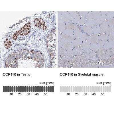 <b>Orthogonal Strategies Validation. </b>Immunohistochemistry-Paraffin: CCP110 Antibody [NBP2-13073] - Analysis in human testis and skeletal muscle tissues using HPA039402 antibody. Corresponding CCP110 RNA-seq data are presented for the same tissues.
