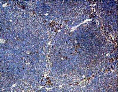 Immunohistochemistry-Paraffin: CCR3 Antibody [NB100-700] - NB100-700 antibody to mouse CCR3 on paraffin section of mouse spleen.