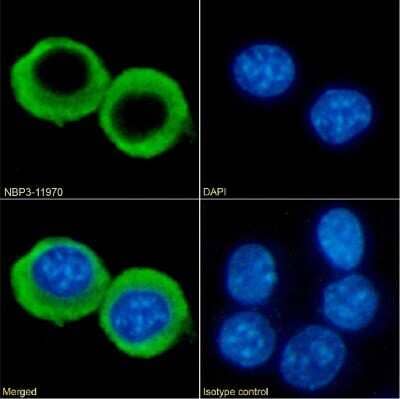 Immunocytochemistry/Immunofluorescence: CCRL2/CRAM-A/B Antibody (BZ5B8) - Chimeric [NBP3-11970] - Immunofluorescence analysis of paraformaldehyde fixed RAW264.7 cells on Shi-fix(TM) coverslips stained with the chimeric rabbit IgG version of BZ5B8 (NBP3-11970) at 10 ug/ml for 1h followed by Alexa Fluor(R) 488 secondary antibody (2 ug/ml), showing membrane staining. The nuclear stain is DAPI (blue). Panels show from left-right, top-bottom NBP3-11970, DAPI, merged channels and an isotype control. The isotype control was an unknown specificity antibody followed by staining with Alexa Fluor(R) 488 secondary antibody.