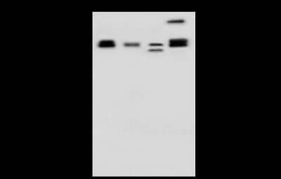 Western Blot: CCT3 Antibody [NBP2-99266] - Anti-CCT3 rabbit polyclonal antibody at 1:500 dilution. Lane A: K562 Whole Cell Lysate Lane B: HL-60 Whole Cell Lysate Lane C: HeLa Whole Cell Lysate Lane D: Jurkat Whole Cell Lysate Lysates/proteins at 30 ug per lane. Secondary Goat Anti-Rabbit IgG (H+L)/HRP at 1/10000 dilution. Developed using the ECL technique. Performed under reducing conditions. Predicted band size: 61 kDa. Observed band size: 61 kDa