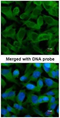 <b>Genetic Strategies Validation. </b>Immunocytochemistry/Immunofluorescence: CCT5 Antibody [NBP1-31337] - Analysis of HeLa, using NBP1-31337 at 1:200 dilution.