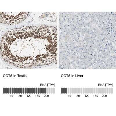 Immunohistochemistry-Paraffin: CCT5 Antibody [NBP1-83042] - Staining in human testis and liver tissues using anti-CCT5 antibody. Corresponding CCT5 RNA-seq data are presented for the same tissues.