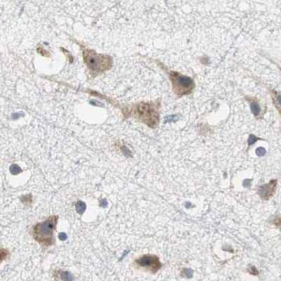 Immunohistochemistry-Paraffin: CCT5 Antibody [NBP1-83042] - Staining of human cerebral cortex.