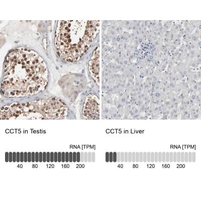 <b>Orthogonal Strategies Validation. </b>Immunohistochemistry-Paraffin: CCT5 Antibody [NBP1-83043] - Staining in human testis and liver tissues using anti-CCT5 antibody. Corresponding CCT5 RNA-seq data are presented for the same tissues.