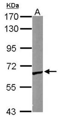 Western Blot: CCT5 Antibody [NBP1-31337] - Sample (50 ug of whole cell lysate) A: Mouse brain 7. 5% SDS PAGE; antibody diluted at 1:1000.