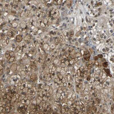 Immunohistochemistry-Paraffin: CCT8 Antibody [NBP1-88287] - Staining of human adrenal gland shows high expression.