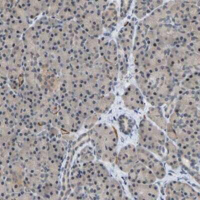 Immunohistochemistry-Paraffin: CCT8 Antibody [NBP1-88287] - Staining of human pancreas shows low expression as expected.