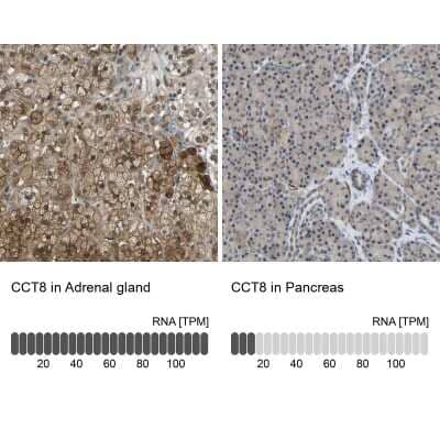 <b>Orthogonal Strategies Validation. </b>Immunohistochemistry-Paraffin: CCT8 Antibody [NBP1-88287] - Staining in human adrenal gland and pancreas tissues using anti-CCT8 antibody. Corresponding CCT8 RNA-seq data are presented for the same tissues.