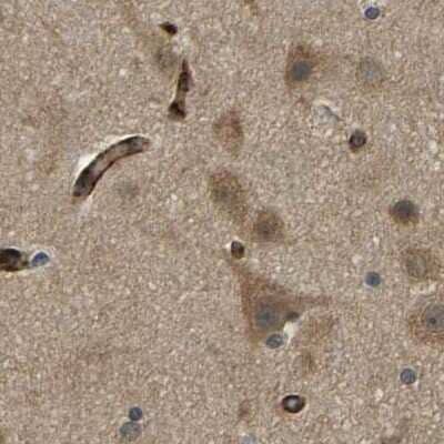 Immunohistochemistry-Paraffin: CCT8 Antibody [NBP1-88287] - Staining of human cerebral cortex.