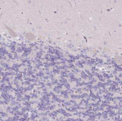 Immunohistochemistry-Paraffin: CCZ1 Antibody [NBP2-46780] - Staining of human cerebellum shows no positivity as expected.