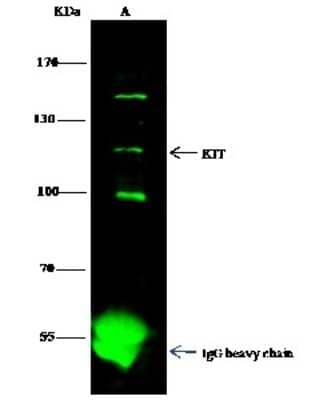 Immunoprecipitation: CD117/c-kit Antibody (017) [NBP2-90624] - Mouse CD117/c-kit was immunoprecipitated using: Lane A: 0.5 mg K562 Whole Cell Lysate. 1 ul anti-Mouse CD117/c-kit rabbit monoclonal antibody and 15 ul of 50 % Protein G agarose. Primary antibody: Anti-Mouse CD117/c-kit rabbit monoclonal antibody, at 1:500 dilution. Secondary antibody: Dylight 800-labeled antibody to rabbit IgG (H+L), at 1:5000 dilution. Developed using the Odyssey technique. Performed under reducing conditions. Predicted band size: 110 kDa. Observed band size: 110 kDa