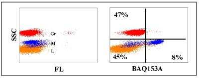Flow Cytometry: CD11c Antibody (BAQ153A) [NBP2-60825] - Obtained with bovine leukocytes