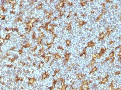 Immunohistochemistry-Paraffin: CD11c Antibody (ITGAX/1242) - Azide and BSA Free [NBP2-54431] - Formalin-fixed, paraffin-embedded human Tonsil stained with CD11c Monoclonal Antibody (ITGAX/1242) at 1ug/ml. Antigen retrieval in 10mM Tris with 1mM EDTA, pH 9.0; ABC detection system with DAB Chromogen. Note staining of dendritic cells.