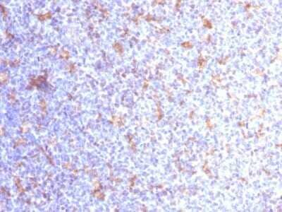 Immunohistochemistry-Paraffin: CD11c Antibody (ITGAX/1284) - Azide and BSA Free [NBP2-54393] - Formalin-fixed, paraffin-embedded human Tonsil stained with CD11c Monoclonal Antibody (ITGAX/1284).