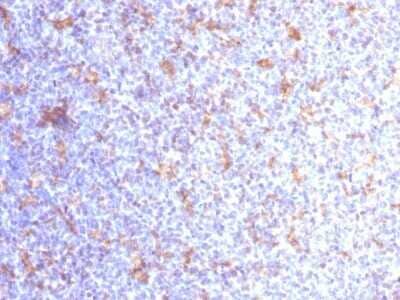 Immunohistochemistry-Paraffin: CD11c Antibody (ITGAX/1284) [NBP2-53333] - Formalin-fixed, paraffin-embedded human Tonsil stained with CD11c Monoclonal Antibody (ITGAX/1284).