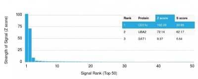 Protein Array: CD11c Antibody (ITGAX/1284) [NBP2-53333] - Analysis of Protein Array containing more than 19,000 full-length human proteins using CD11c Antibody (ITGAX/1284). Z- and S- Score: The Z-score represents the strength of a signal that a monoclonal antibody (Monoclonal Antibody) (in combination with a fluorescently-tagged anti-IgG secondary antibody) produces when binding to a particular protein on the HuProt(TM) array. Z-scores are described in units of standard deviations (SD's) above the mean value of all signals generated on that array. If targets on HuProt(TM) are arranged in descending order of the Z-score, the S-score is the difference (also in units of SD's) between the Z-score. S-score therefore represents the relative target specificity of a Monoclonal Antibody to its intended target. A Monoclonal Antibody is considered to specific to its intended target, if the Monoclonal Antibody has an S-score of at least 2.5.