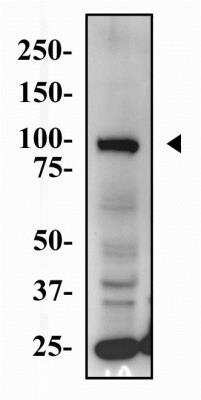 Western Blot: CD133 Antibody [NBP2-44248] - Western Blot image of anti-human CD133. Total protein from HeLa cells was separated on a 7.5% gel by SDS-PAGE, transferred to PVDF membrane and blocked in 5% non-fat milk in TBST. The membrane was probed with 2.0 mg/ml anti-hCD133 in 1% milk and detected with an anti-rabbit HRP secondary antibody using chemiluminescence.
