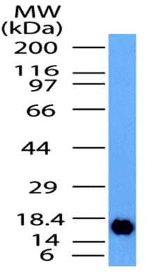 Western Blot: 4-1BB/TNFRSF9/CD137 Antibody [NBP2-31365] - Detection of CD137 partial recombinant protein by using CD137 antibody at a concentration of 0.01 ug/ml.