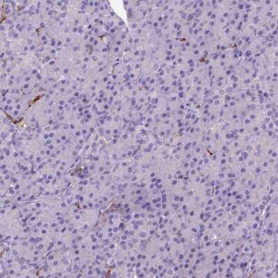 Immunohistochemistry-Paraffin: CD14 Antibody (CL1637) [NBP2-34485] - Staining of human pancreas shows no positivity in exocrine glandular cells as expected.