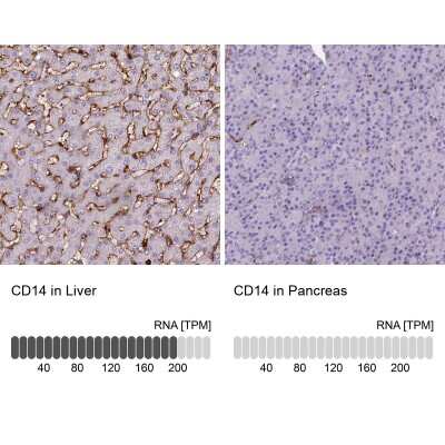 <b>Orthogonal Strategies Validation. </b>Immunohistochemistry-Paraffin: CD14 Antibody (CL1637) [NBP2-34485] - Staining in human liver and pancreas tissues. Corresponding CD14 RNA-seq data are presented for the same tissues.