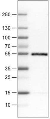 Western Blot: CD14 Antibody (CL1637) [NBP2-34485] - Lane 1: Marker  [kDa].  Lane 2: Human tonsil tissue lysate