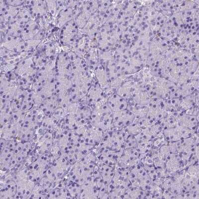 Immunohistochemistry-Paraffin: CD14 Antibody (CL1638) [NBP2-34486] - Staining of human pancreas shows no positivity in exocrine glandular cells as expected.