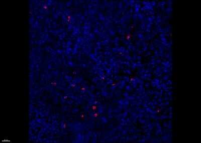 Immunohistochemistry-Frozen: CD14 Antibody (UCH-M1) [Alexa Fluor® 647] [NB100-2723AF647] - Frozen human spleen stained for CD14 (red) and counter-stained with DAPI (bleu). This was reported from a verified customer review.