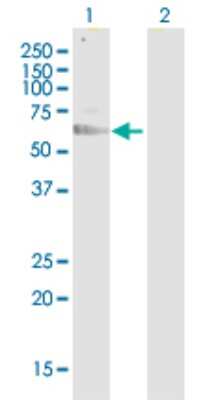 Western Blot: CD155/PVR Antibody [H00005817-D01P] - Analysis of PVR expression in transfected 293T cell line by PVR polyclonal antibody.Lane 1: PVR transfected lysate(45.30 KDa).Lane 2: Non-transfected lysate.