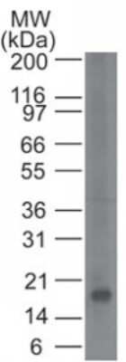 Western Blot: CD161 Antibody (14F2F11) - Azide and BSA Free [NBP2-80630] - Analysis of a partial CD161 recombinant protein using CD161 antibody at 1 ug/mL. Image from the standard format of this antibody.