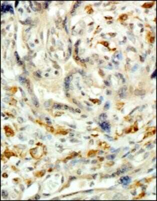 Immunohistochemistry: CD163 Antibody (6D3.2F3) - Azide and BSA Free [NBP2-80632] - Analysis of FFPE tissue section of human placenta using 1:200 dilution of CD163 antibody (clone 6D3.2F3). CD163 is a histiocytic marker and in the tested placental tissue section, this antibody generated a specific staining in the Hofbauer cells which are