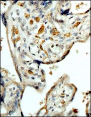 Immunohistochemistry-Paraffin: CD163 Antibody (6D3.2F3) - Azide and BSA Free [NBP2-80632] - Analysis of FFPE tissue section of human placenta using 1:200 dilution of CD163 antibody (clone 6D3.2F3). CD163 is a histiocytic marker and in the tested placental tissue section, this antibody generated a specific staining in the Hofbauer cells which are