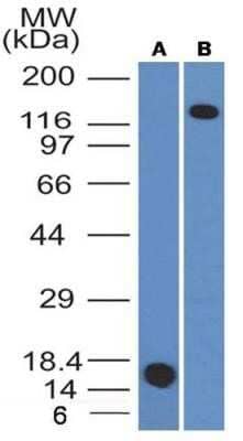 Western Blot: CD163 Antibody (6D3.2F3) - Azide and BSA Free [NBP2-80632] - Analysis of (A) partial recombinant 15 kDa human CD163 protein and (B) human lungs lysate with 2 ug/ml concentration of CD163 antibody clone 6D3.2F3 Image from the standard format of this antibody.