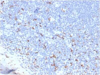 Immunohistochemistry-Paraffin: CD163 Antibody (M130/3708R) [NBP3-07572] - Formalin-fixed, paraffin-embedded human tonsil stained with CD163 Recombinant Rabbit Monoclonal Antibody (M130/3708R).