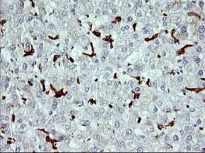 Immunohistochemistry: CD163 Antibody (OTI2B12) - Azide and BSA Free [NBP2-71420] - Analysis of Human liver tissue. (Heat-induced epitope retrieval by 10mM citric buffer, pH6.0, 120C for 3min)