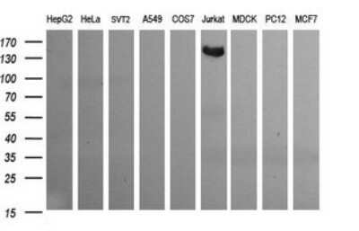Western Blot: CD163 Antibody (OTI2B12) - Azide and BSA Free [NBP2-71420] - Analysis of extracts (35ug) from 9 different cell lines by using CD163 monoclonal antibody (HepG2: human; HeLa: human; SVT2: mouse; A549: human; COS7: monkey; Jurkat: human; MDCK: canine; PC12: rat; MCF7: human).