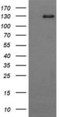 Western Blot: CD163 Antibody (OTI2B12) - Azide and BSA Free [NBP2-71420] - Analysis of HEK293T cells were transfected with the pCMV6-ENTRY control (Left lane) or pCMV6-ENTRY CD163.