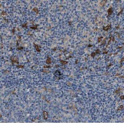 Immunohistochemistry-Paraffin: CD163L1 Antibody [NBP1-86545] - Staining of human lymph node shows strong cytoplasmic positivity in non - germinal center cells.
