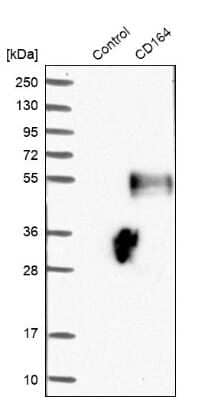 Western Blot: CD164 Antibody [NBP1-81159] - Analysis in control (vector only transfected HEK293T lysate) and CD164 over-expression lysate (Co-expressed with a C-terminal myc-DDK tag (3.1 kDa) in mammalian HEK293T cells).