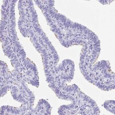 Immunohistochemistry-Paraffin: CD164L2 Antibody [NBP2-38010] - Staining of human fallopian tube shows high expression.