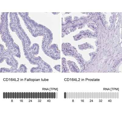 Immunohistochemistry-Paraffin: CD164L2 Antibody [NBP2-38010] - Staining in human fallopian tube and prostate tissues using anti-CD164L2 antibody. Corresponding CD164L2 RNA-seq data are presented for the same tissues.