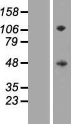 Western Blot: CD172 gamma/SIRP Gamma Overexpression Lysate (Adult Normal) [NBL1-15972] Left-Empty vector transfected control cell lysate (HEK293 cell lysate); Right -Over-expression Lysate for CD172 gamma/SIRP Gamma.