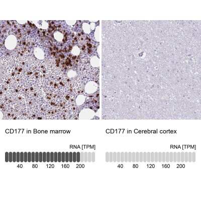 <b>Orthogonal Strategies Validation. </b>Immunohistochemistry-Paraffin: CD177 Antibody [NBP2-58540] - Staining in human bone marrow and cerebral cortex tissues using anti-CD177 antibody. Corresponding CD177 RNA-seq data are presented for the same tissues.