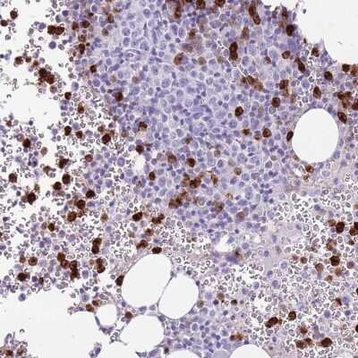 Immunohistochemistry-Paraffin: CD177 Antibody [NBP2-58979] - Staining of human bone marrow shows high expression.