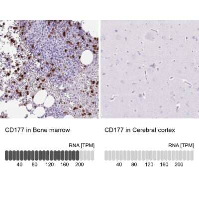 Immunohistochemistry-Paraffin: CD177 Antibody [NBP2-58979] - Staining in human bone marrow and cerebral cortex tissues using anti-CD177 antibody. Corresponding CD177 RNA-seq data are presented for the same tissues.