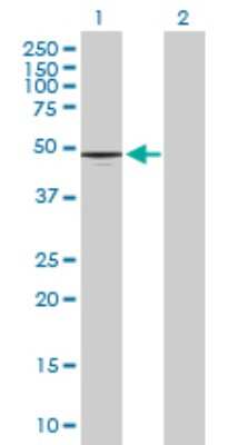 Western Blot: CD177 Antibody [H00057126-B01P] - Analysis of CD177 expression in transfected 293T cell line by CD177 polyclonal antibody.  Lane 1: CD177 transfected lysate(48.07 KDa). Lane 2: Non-transfected lysate.